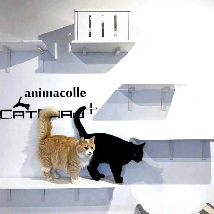 楽天市場 ロングステップ 白 600mm Animacolle キャットウォーク キャットステップ キャットタワー 賃貸 正規店 日本製 安全 壁付け 棚板 足場 キャットツリー キャットロード 大型猫 ねこ 運動 遊び 多頭飼い スリム コンパクト Diy 壁 棚 送料無料 あす楽
