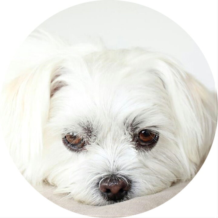 楽天市場 送料無料 ネイチャーズプロテクション ホワイトドッグ 4kg ドッグフード ドライフード 小粒 超小型犬 小型犬 白毛犬種 ホワイト犬種 涙やけ予防 涙やけ 総合栄養食 ペット用品 ペットフード ペット 犬 イヌ いぬ オススメ アニマルフード