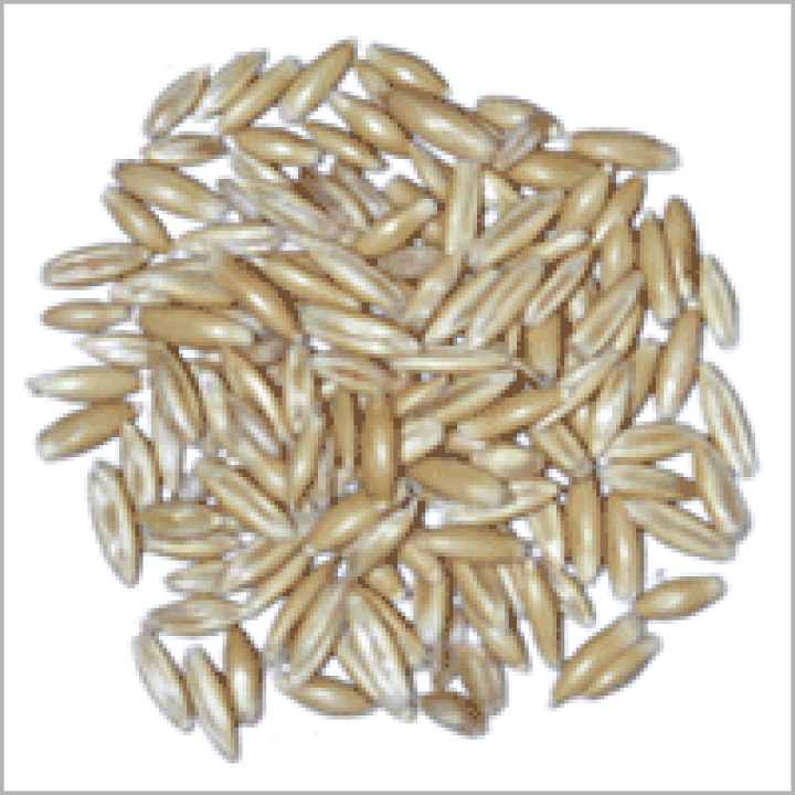 麦種子　ミカモゴールデン　20キロ 麦種子 ミカモゴールデン 20キロ 令和6年茨城県産「ミカモゴールデン」二条