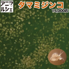 タマミジンコ 5g(約15000匹) 魚の餌 生体 生クロレラ グリーンウォーター メダカ めだか 【メダカフレンド】 金魚 熱帯魚 ベタ 稚魚 針子 微生物 メダカの餌 生き餌 ミジンコ 送料無料 ※北海道・沖縄・離島は発送不可