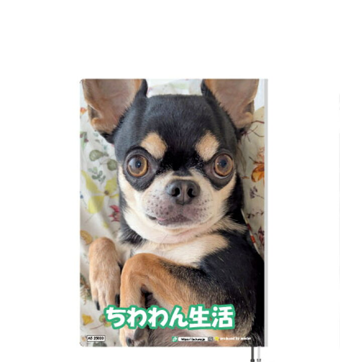 予約販売 ポメラニアン犬 チャッピー 2023年 卓上カレンダー TC23030 : ANISTAR 予約販売 ポメラニアン犬 チャッピー 2023年 卓上カレンダー TC23030 : ANISTAR