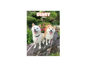 y\̔z Č݂񉀃t@~[ 2026N L DR010NN