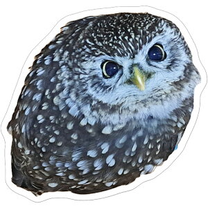 y\̔z ӂ낤̃gD XebJ[ 3Zbg SU008NN