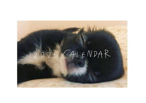 y\̔z BABY UNI `  2026N Ǌ| J_[ KA26018