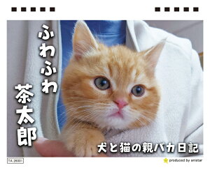 y\̔z ƔL̐eoJL 񂿂񒃑Y 2026N J_[ TA26210