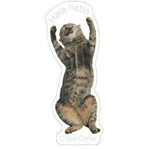 y\̔z ҁ L XebJ[ 3Zbg SU017NN