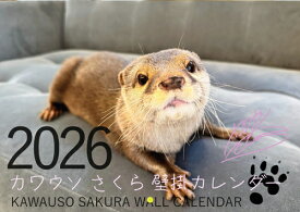 【予約販売】 カワウソ さくら 2026年 壁掛けカレンダー KA26250