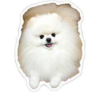 y\̔z ƃ|e` L  XebJ[ 3Zbg SU022NN