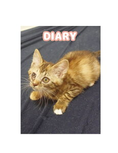 y\̔z ˂܂ L L DR002NN