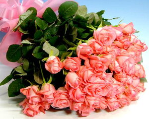 ỏԑ sNo50{̉ԑ yz a v[g Mtg j LO ސEj Ȃ̓ w   AE i i ]