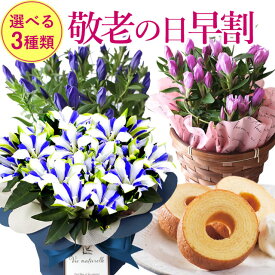 楽天市場 リンドウ 白寿の通販