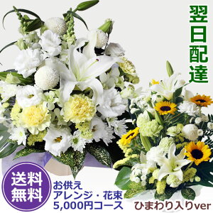 y ԁz5000~|bL`5~R[X ފ ފ CĈS؂Ń{[  S Ђ܂ m JTuJ r  AW  ԑ Ԕ 