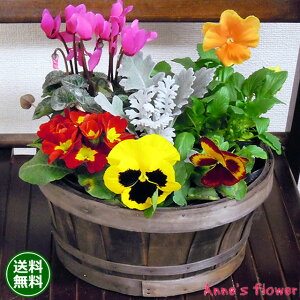 花 寄せ植え 生花の人気商品 通販 価格比較 価格 Com