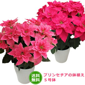 楽天市場 ポインセチアの通販