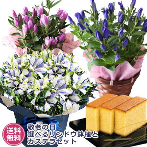 ◇楽天1位◇【敬老の日ギフト 2020 送料無料】鉢植え白寿 青 ピンク 選べるりんどうと長寿カステラセット スイーツセット 毎年完売 [敬老の日 ギフト 花] 花とセット