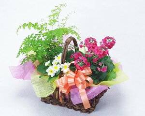 ԂƊϗt̃oXPbg  A NX}X v[g Ε 