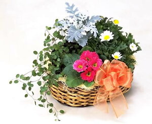 ~̂Ԃ̊񂹔oXPbg NX}X v[g Ε 