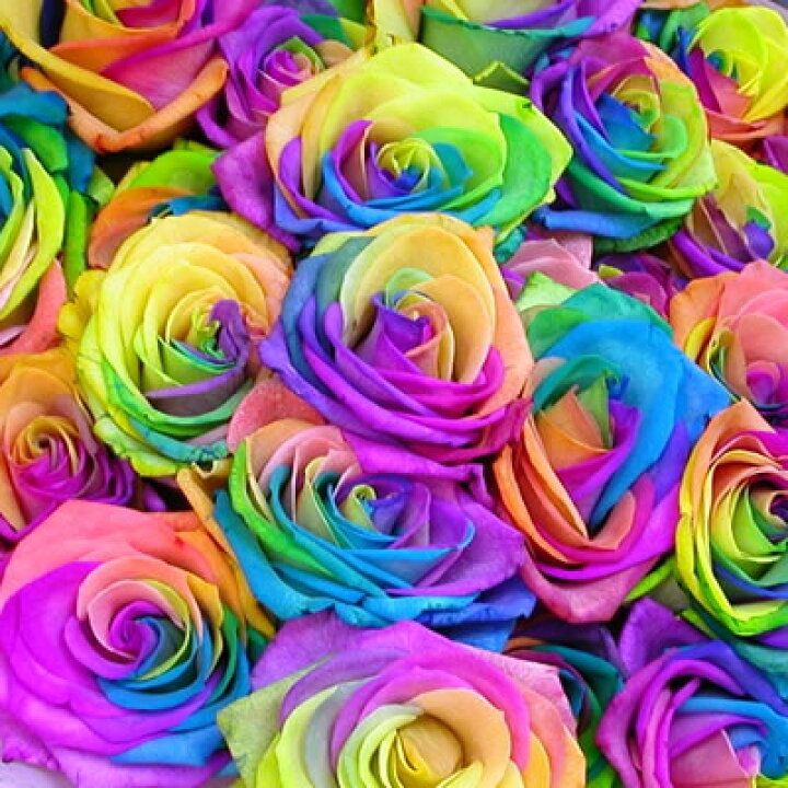 楽天市場 虹色のバラ レインボーローズミラクル 誕生日 結婚祝い いつもアンのお花屋さん