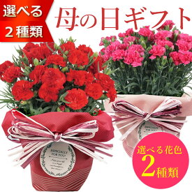 母の日 プレゼント 花 ギフト 鉢花 色が選べる カーネーションの鉢植え 花鉢 送料無料