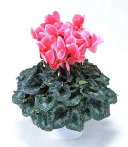 yNX}XWzΕ VN A N₩ sN 6 NX}X v[g Ε  zCgf[  j