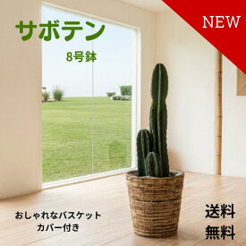 柱サボテンは、シンプルでおしゃれなインテリアグリーンとして大人気です。トゲがないので安心してお部屋に置けますし、丈夫で手間いらずなのも嬉しいポイント。8号鉢に収まったこのサボテンは、どんな空間にもぴったりフィットします。
