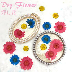 ynhChEANZT[ɁzhCt[  e5 #nhCh #ANZT[ #W #WNtg #hCt[ #flower # #sN #u[ #zCg