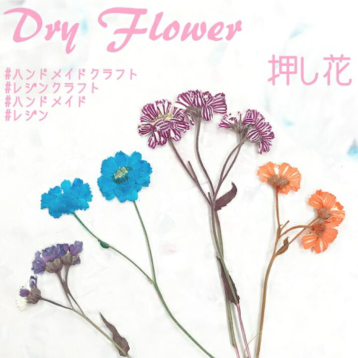 楽天市場 ハンドメイド アクセサリーに ドライフラワー 押し花 各5枚入り ハンドメイド アクセサリー レジン レジンクラフト ドライフラワー Flower 押し花 ピンク ブルー ホワイト ネイル用品 Annuum アニューム