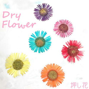 ynhChEANZT[ɁzhCt[  e5 #nhCh #ANZT[ #W #WNtg #hCt[ #flower # #sN #u[ #zCg