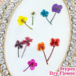 ylC͂nhChEANZT[Ɂz[hCt[  9ށ 20] #lC #lCp[c #lCpi #nhCh #ANZT[ #W #WNtg #