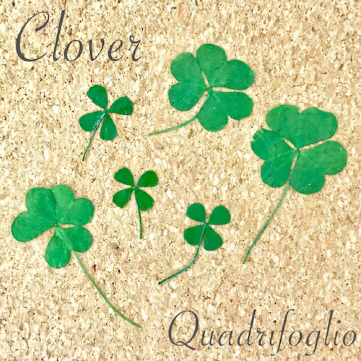 楽天市場 ネイルはもちろんハンドメイド アクセサリーに クローバー 10枚 ネイル ネイルパーツ ネイル用品 ハンドメイド アクセサリー レジン レジンクラフト ドライフラワー Flower 押し花 ネイルサロン ネイリスト セルフネイル ネイル用品