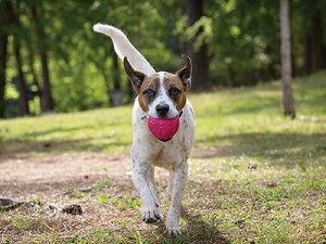犬 おもちゃ 動く 犬用おもちゃの人気商品 通販 価格比較 価格 Com