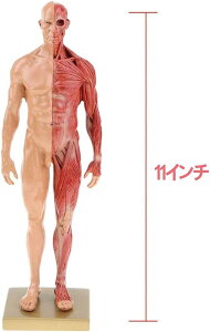 l̃f l̖͌^ j  11C` 30cm l̋ؓ͌^ ͌^  ؍i CGyCeBO 