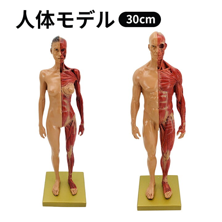 人体模型 人体模型