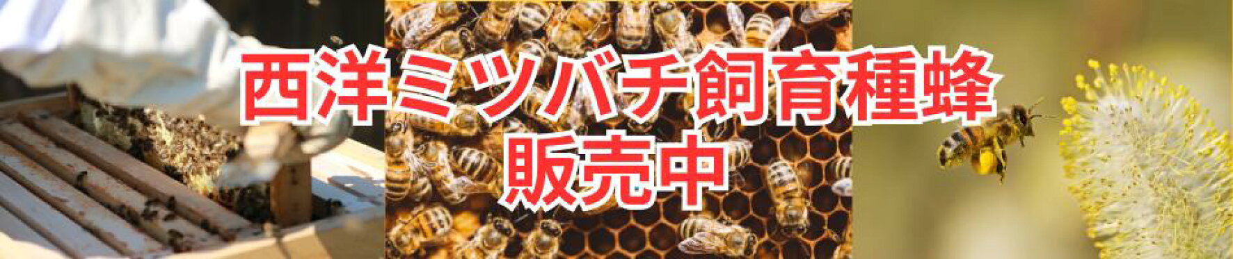西洋ミツバチ飼育種蜂