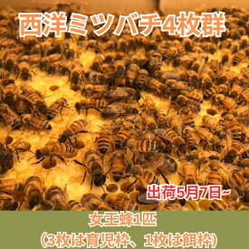 「在庫あり」 西洋ミツバチ飼育種蜂4枚群 女王蜂1匹 3枚は育児枠 1枚は餌枠 段ボール巣箱 養蜂初心者 養蜂入門 家庭養蜂 趣味養蜂 養蜂スタートセット