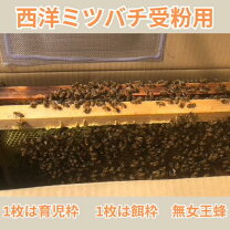 楽天市場】西洋 ミツバチ の 飼育の通販