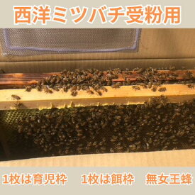花粉交配専用 西洋ミツバチ受粉用 2群 蜂の巣枠2枚（1枚は育児枠、1枚は餌枠）無女王蜂 段ボール巣箱 果樹 イチゴ受粉 メロン スイカ 代引き不可 短期受粉