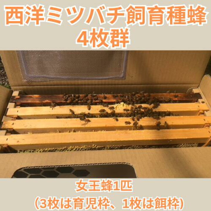 楽天市場】西洋ミツバチ飼育種蜂4枚群 女王蜂1匹 （3枚は育児枠、1枚は 