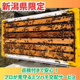 「新潟県限定」西洋ミツバチレンタルサービス（冬季いちご受粉用）4枚群 女王蜂1匹 　2〜3回点検付　セイヨウミツバチ 約10,000匹　冬季対応の断熱巣箱
