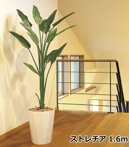 ストレリチア 観葉植物 観葉植物の人気商品 通販 価格比較 価格 Com