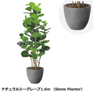 ̊y i`V[O[v 1.6m 2402A480 Xg[v^[V[Y KX@ۋZg G} lHϗtA  { tFCNO[  X s