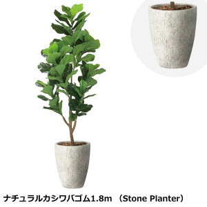 ̊y i`JVoS 1.8m 2406M690 Xg[v^[V[Y KX@ۋZg G} lHϗtA  { tFCNO[  X s