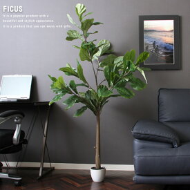 【送料込】 フェイクグリーン 人工観葉植物 H155 FICUS フィカス カシワバゴム インテリア 大型 造花 ゴムの木 観葉植物 インテリアグリーン グリーン ギフト 目隠し 仕切り 開店祝い 新築祝い プレゼント 幅50 ポット おしゃれ 送料無料