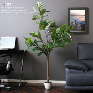 yz tFCNO[ lHϗtA H155 FICUS tBJX JVoS CeA ^  S̖ ϗtA CeAO[ O[ Mtg ډB d؂ JXj Vzj 