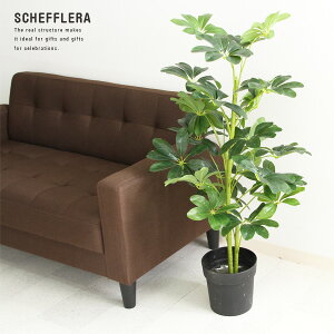 yz tFCNO[ lHϗtA H120 SCHEFFLERA VFt htJmL CeA  ϗtA CeAO[ O[ Mtg ډB d؂ JXj Vzj v[