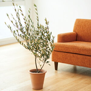 bI[ufĔAy^{11000~{550~zbbZ[WJ[hΉ (× ̂× ^bZ[WJ[h)