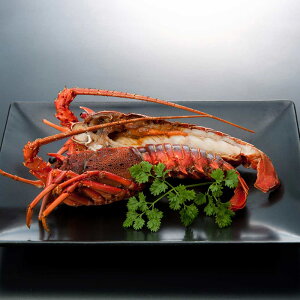 Ε j j Eጎ / ɐCVXe[LiẐ̂ݑΉjbΕ j oYj j  Vzj Cj