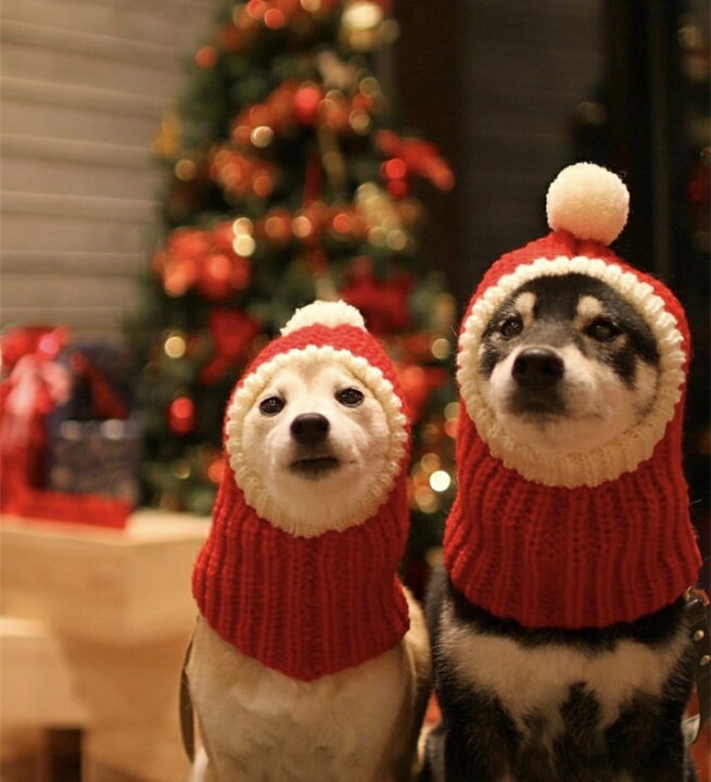 楽天市場】ペット クリスマス ペット クリスマスコスプレ 犬猫用 