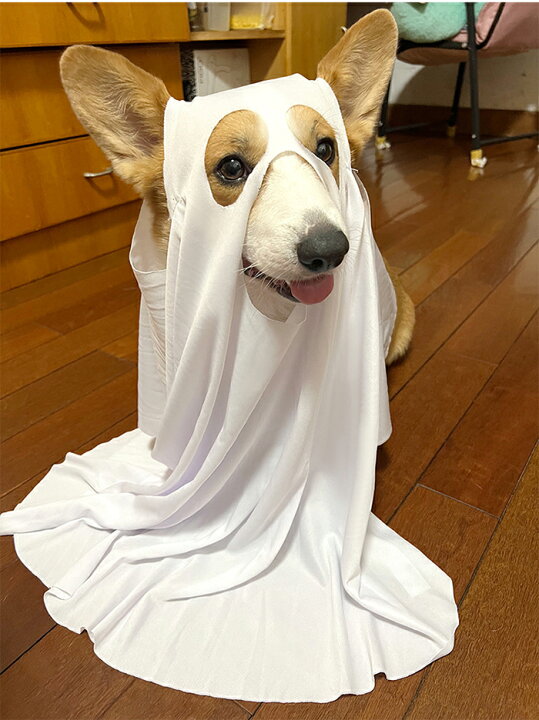 楽天市場】ハロウィン コスプレ衣装 ペット 幽霊 コスチューム 犬服 猫 