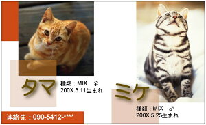 �����傱���Ɩ��h���c�[���V���b�g�E�����K�F�i�y�b�g���h�j 10�� �y���[���� ���������z